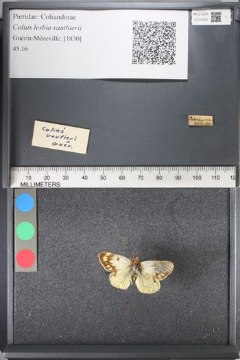 Media type: image;   Entomology 124647